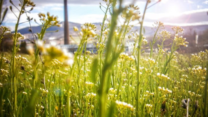 Incorporating Sustainability Can Grow Your Business