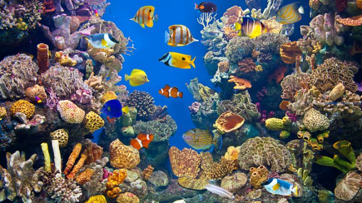 Climate Change and Marine Life | ClearWorld LLC